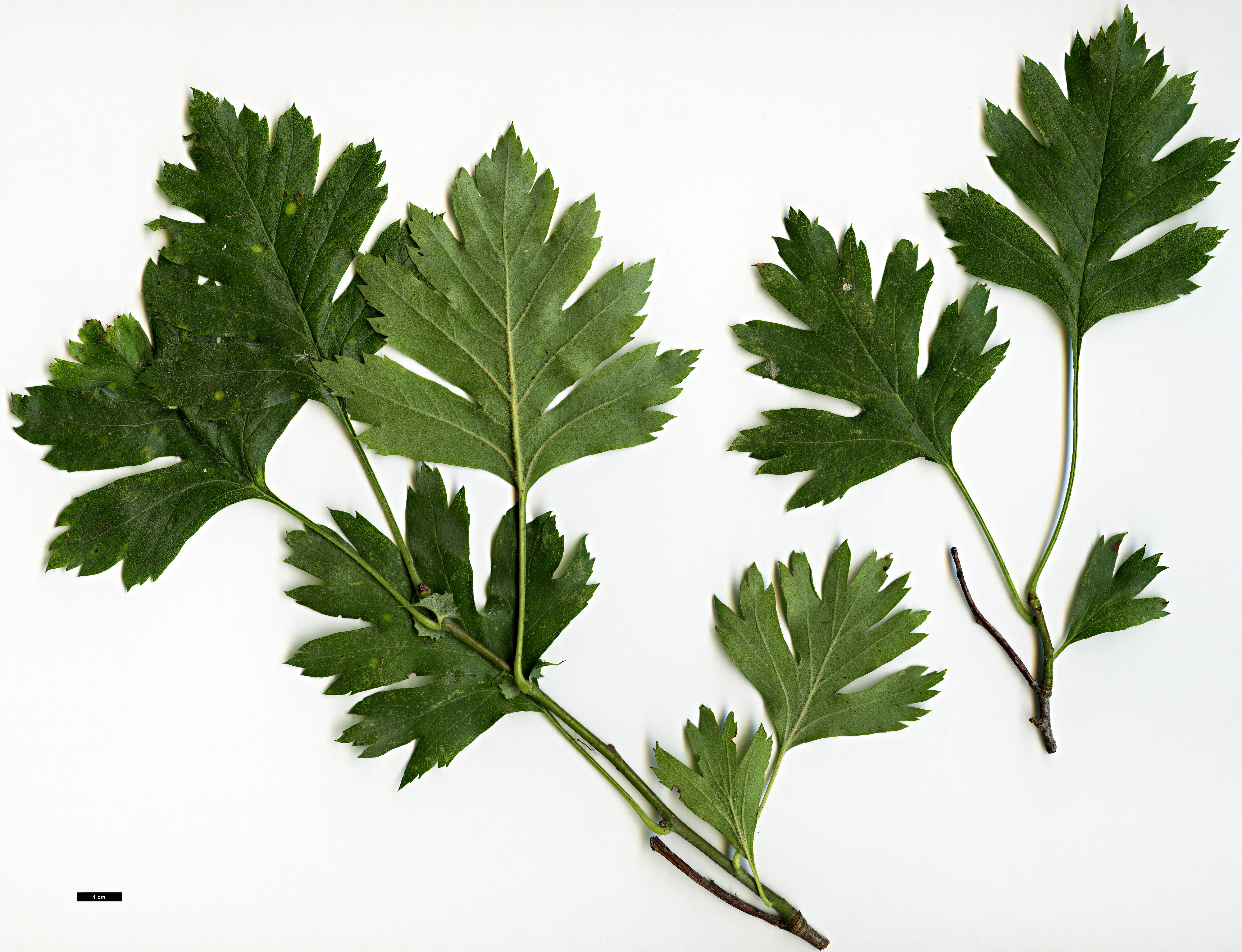 High resolution image: Family: Rosaceae - Genus: Crataegus - Taxon: ×dsungarica (C.altaica × C.songorica)